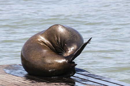 A sea lion is doing body care on his belly. Sea Lions at San Francisco Pier 39 Fisherman's Wharf has become a major tourist attraction.の写真素材