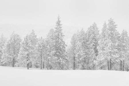 High-key winter landscape with fir trees in the foothills of Switzerlandの写真素材