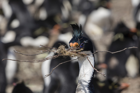 Cormorant holds in its beak dry branches to build a nest with it on Saunders Island, Falkland Islandsの写真素材