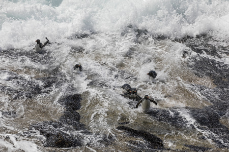 A group of rockhopper penguins trying to land in the strong surf on Saunders Island, Falkland...