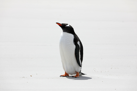 A Gentoo penguin stands on the beach in The Neck on Saunders Island, Falkland Islandsの写真素材