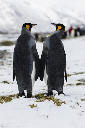 An in love King Penguin couple exchanges tenderness on Fortuna Bay, South Georgia, Antarcticaの写真素材