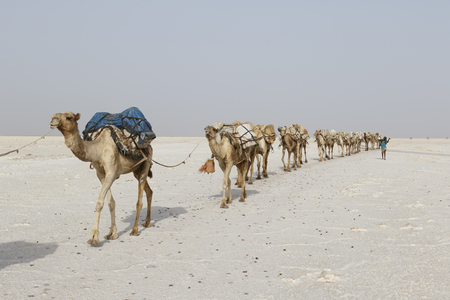 Danakil, Ethiopia, February 22 2015 : Camels carry salt blocks in the hot and inhospitable Danakil desert to the next village in Ethiopiaのeditorial素材