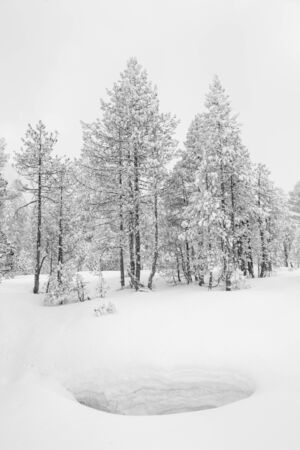 High-key winter landscape with fir trees in the foothills of Switzerlandの写真素材
