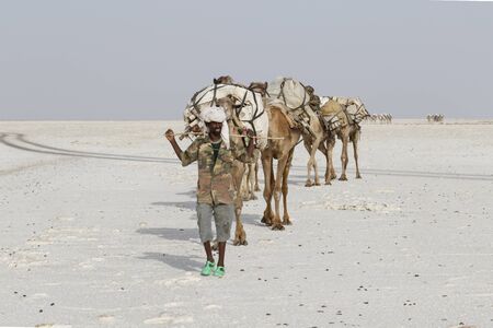 Danakil, Ethiopia, February 22 2015: Afar men are leading a camel caravan transporting salt blocks from the Danakil Desert to the nearest villageのeditorial素材