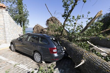 Sveti Naum, North Macedonia, July 11 2019: During a violent storm, a tree fell on a parked car on Lake Ohrid in North Macedoniaのeditorial素材