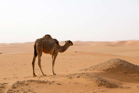 A camel stands in the desert of Saudi Arabia