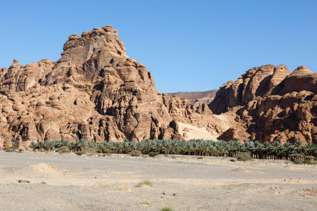 Landscape near Al Ula, Saudi Arabia with date palmsの写真素材