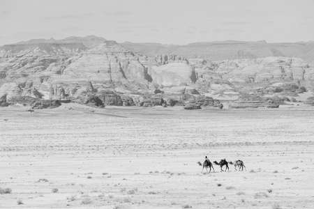 Al Ula, Saudi Arabia, February 20 2020: Bedouin rides his camels through the desert near Al Ula, Saudi Arabiaのeditorial素材