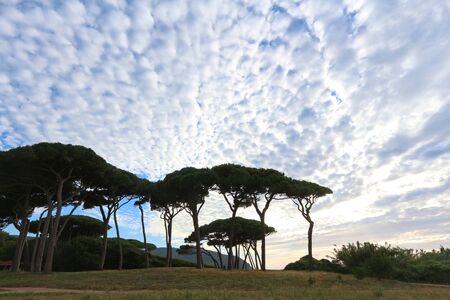 pine forest on the sea, tuscany, italyの写真素材