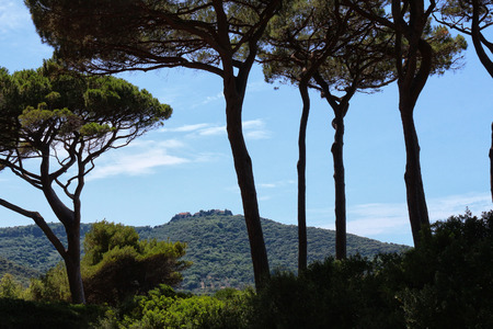 giant pine trees and ancient barter, populonia, Tuscanyの写真素材