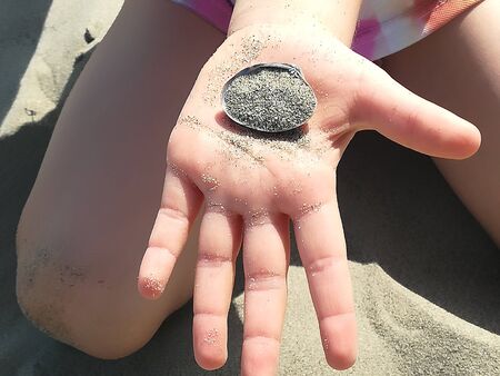 Shell on the hand on the beach