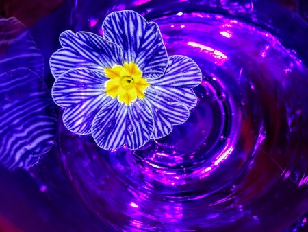 Flowers and glass, abstract photographic image and fantasyの写真素材