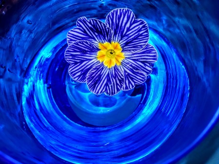 Flowers and glass, abstract photographic image and fantasyの写真素材