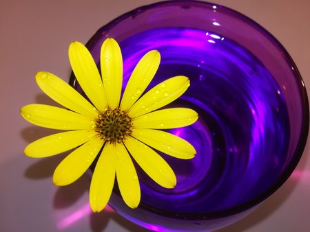 Yellow lower and purple glass, abstract photographic image and fantasyの写真素材