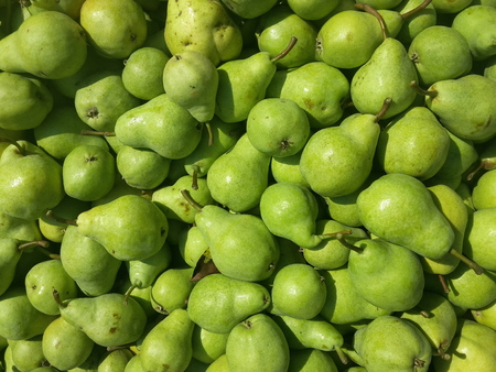 Fruits of green harvested and stored for transport, organic farming