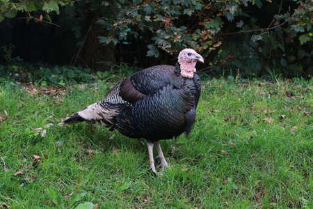 Turkey, farm animal in the countryside in the grass