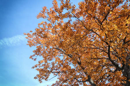 Autumn tree detail with yellow leaves, italian apennine landscape, fall season