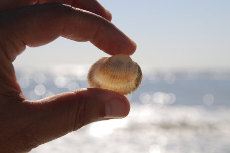 Hand held sea shell on the sea beach, backlight photo