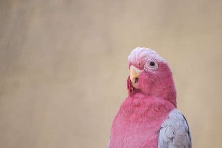 pink parrotの写真素材