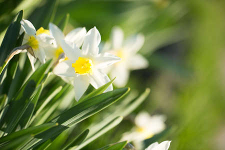 Narcissus flowers