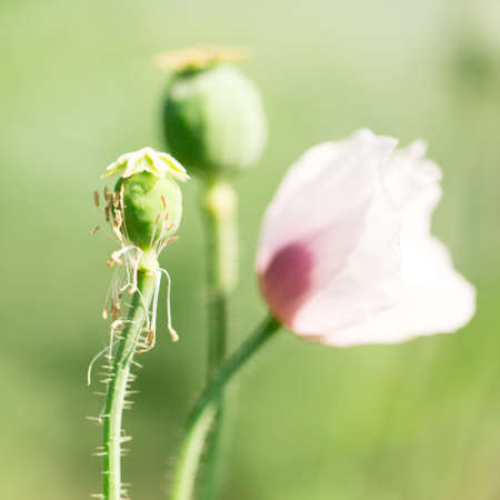Flowers for your designの写真素材
