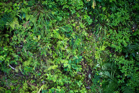 Green grass for your designの写真素材