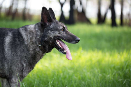 Dog on the green grass