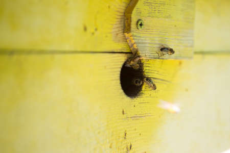 Bees in the house