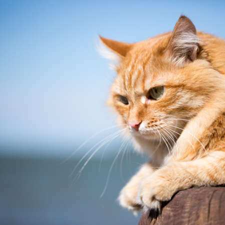 Beautiful red catの写真素材