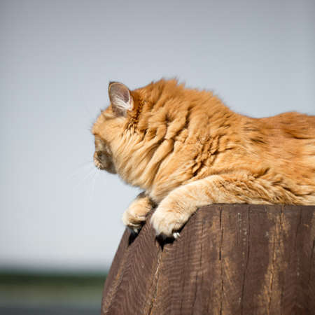 Beautiful red catの写真素材