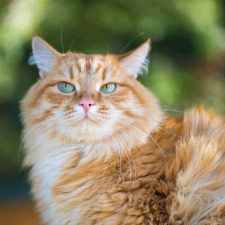 Beautiful red catの写真素材