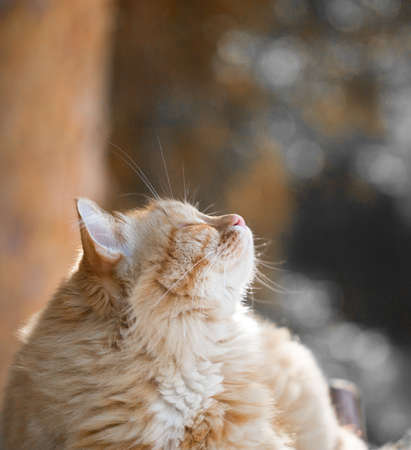 Beautiful red cat
