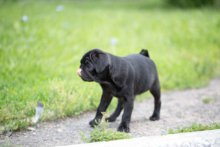 Little black pug puppyの写真素材