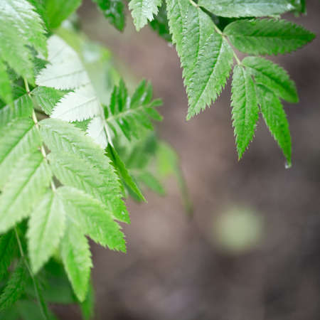 The green leaves on a branch for your design