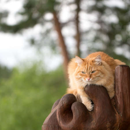 Beautiful red catの写真素材