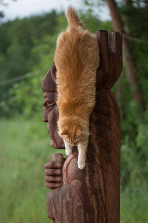 Beautiful red catの写真素材