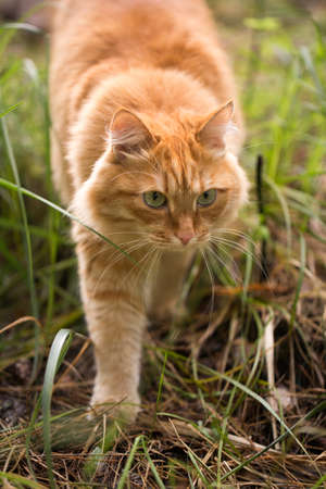 Beautiful red cat on the grassの写真素材