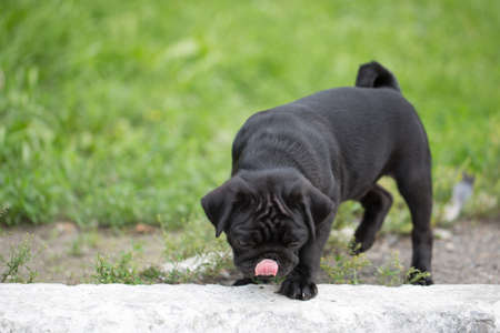 Little black pug puppyの写真素材
