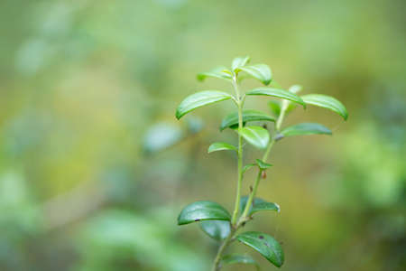 Green grass for your designの写真素材