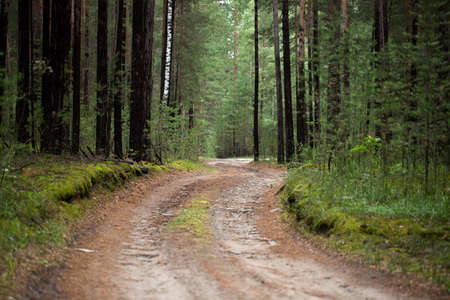 Forest road