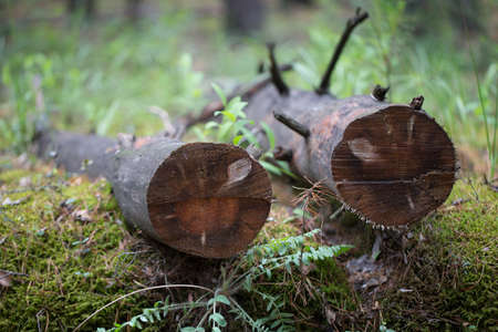 Felled tree lying in the grass photo for you