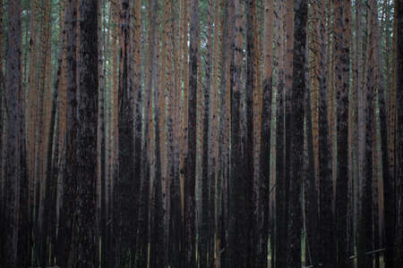 The trees in the forest photo for you