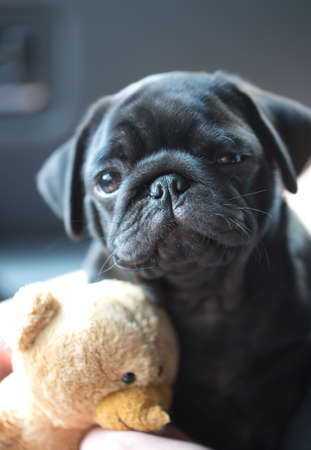 Little black pug puppy photo for youの写真素材