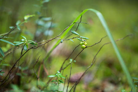 Green plants for your design photo for youの写真素材