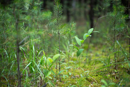 Green plants for your design photo for youの写真素材