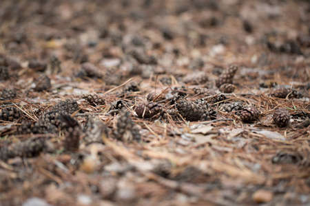 Pine cones of trees on earth photo for youの写真素材