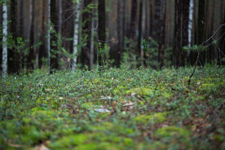 The trees in the forest photo for youの写真素材