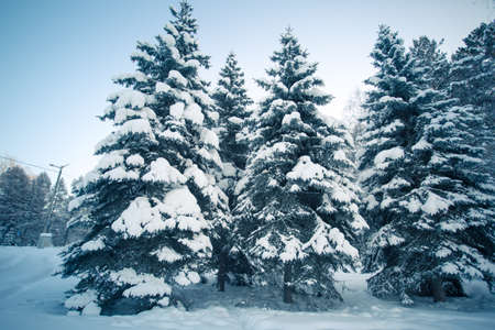 Beautiful winter forest photo for youの写真素材