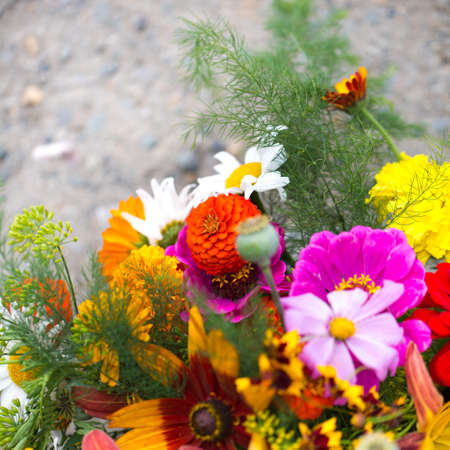 Colorful flowers for your design photo for youの写真素材